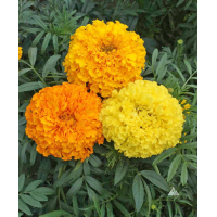 Mexican Marigold - Tagetes Erecta
