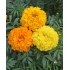 Afrikaantje -  Tagetes Erecta