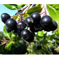 Chokeberries - Aronia 