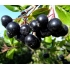 Chokeberries - Aronia 