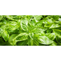 Basil