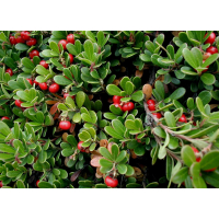 Bearberry