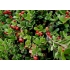 Bearberry