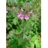 Wild Basil - Clinopodium