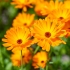 Marigold - Calendula