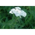 Yarrow