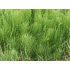 Common Horsetail