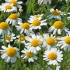 Chamomile