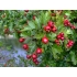 Hawthorn berries 