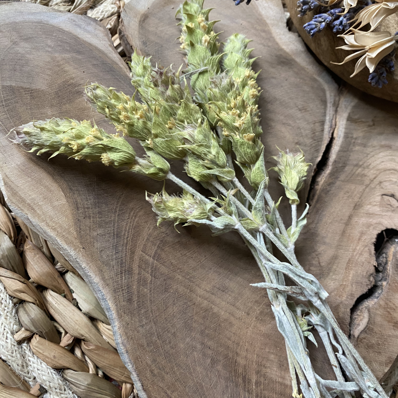 Mursalski Thee - Bulgaarse bergthee