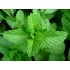 Mentha