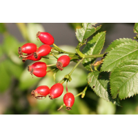 Shipka Thee - Rozenbottel 