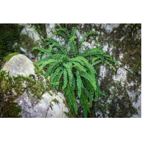 Maidenhair Spleenwort