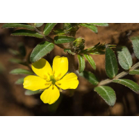Tribulus Terrestris 