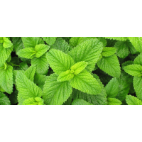Lemon Balm