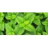 Lemon Balm