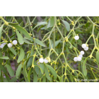 Mistletoe