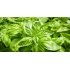 Basil Basil