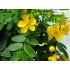 Cassia Acutifolia Cassia Acutifolia
