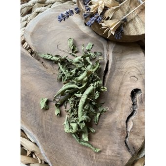 Lemon Verbena Lemon Verbena