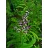 Lemon Verbena Lemon Verbena