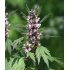 Motherwort