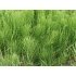 Common Horsetail Common Horsetail