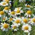 Chamomile Chamomile