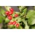 Shipka Tea - Rose Hip 