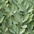 Sage