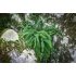 Maidenhair Spleenwort Maidenhair Spleenwort