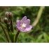 Smallflower Hairy Willowherb  Smallflower Hairy Willowherb
