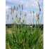 Plantago
