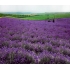 Lavender Oil