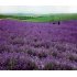 Lavendel Pillow Mist
